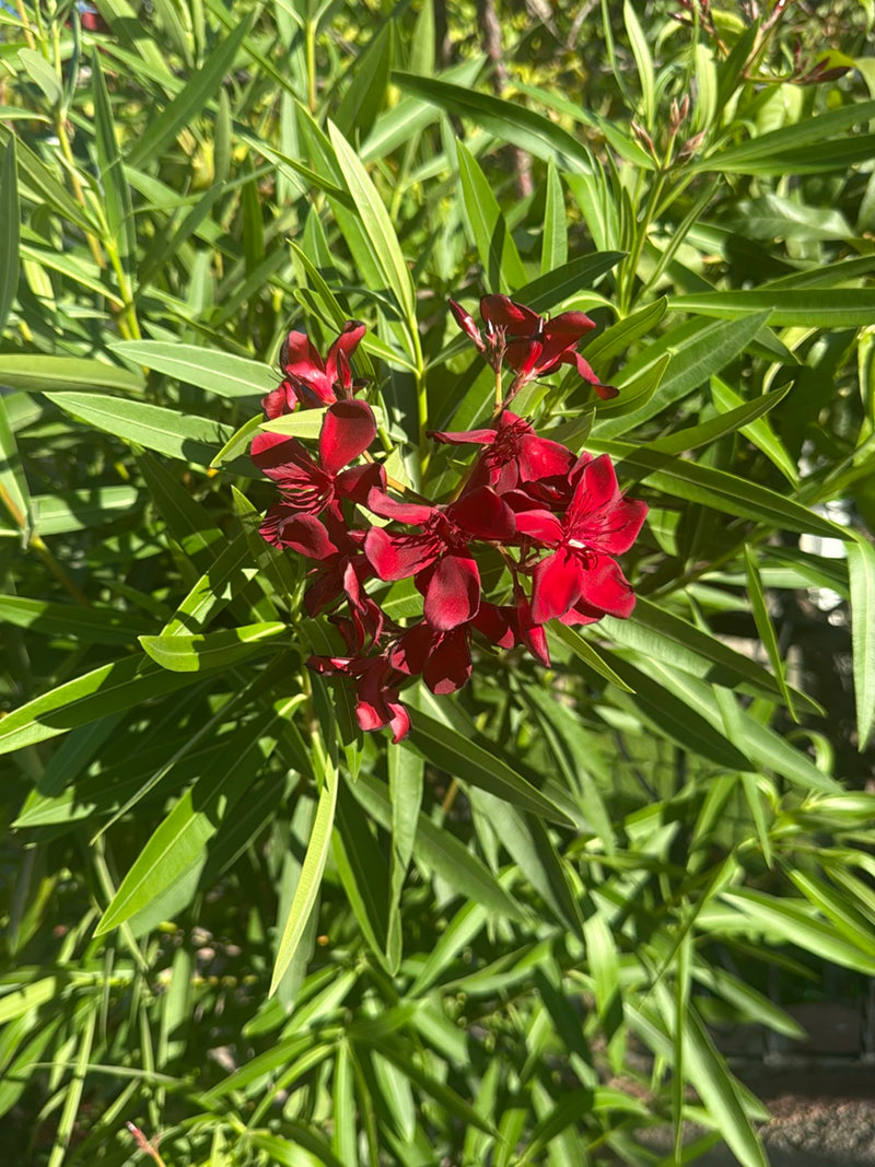 Oleander — Bild 3