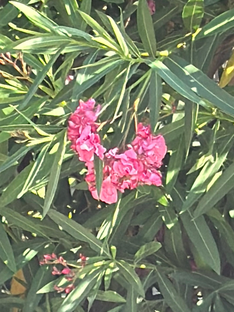 Oleander — Bild 4