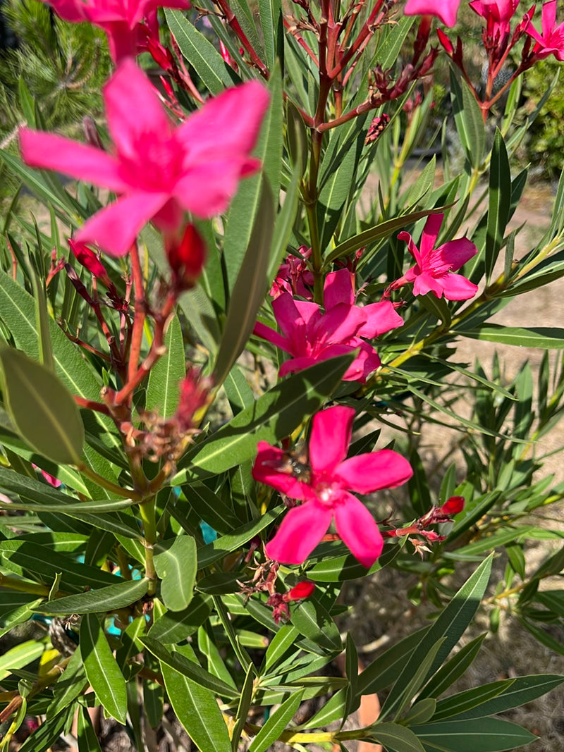 Oleander — Bild 1