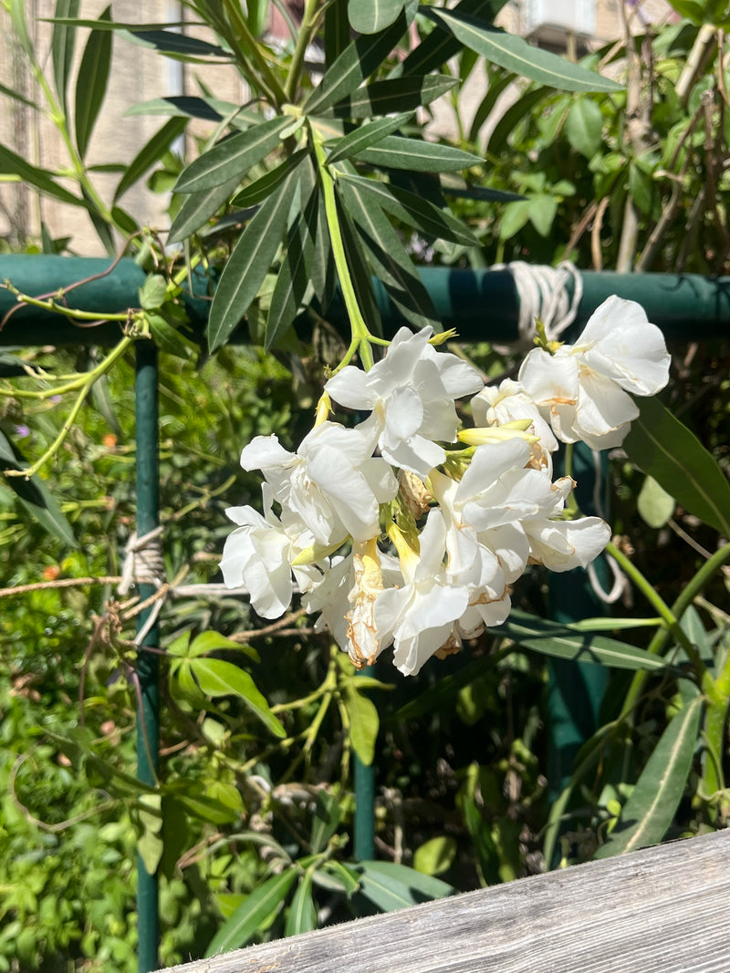 Auf dem Bild sind weiße Blüten und schmale Blätter eines Oleanders zu sehen. Die Pflanze wächst in einem Garten vor einem grünen Metallgerüst.