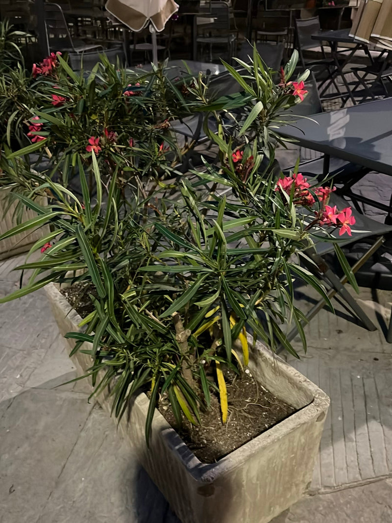 Oleander — Bild 2