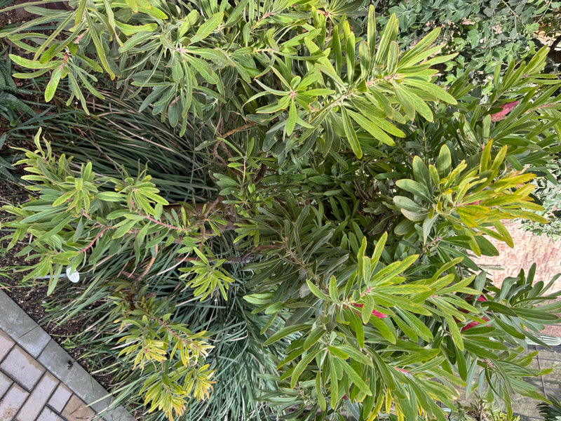 Oleander-Protea — Bild 2 von 2