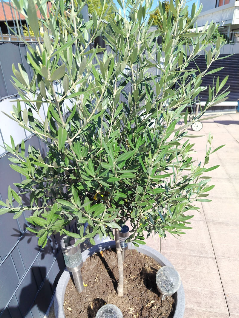 Olivenbaum — Bild 3