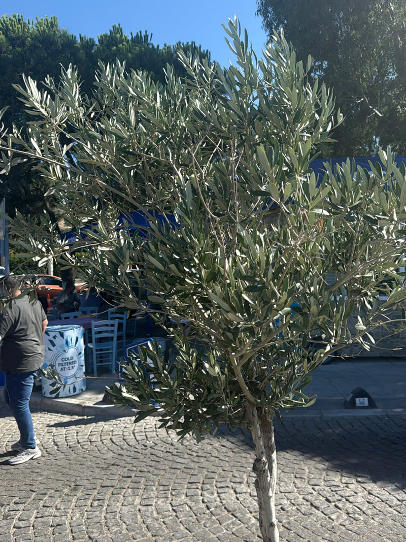 Zu sehen ist ein junger Olivenbaum mit typischen schmalen, grün-grauen Blättern auf einem gepflasterten Platz. Der Baum steht frei in städtischer Umgebung.