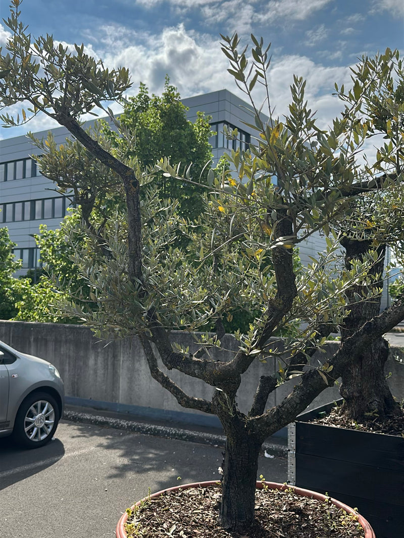 Zu sehen ist ein Olivenbaum in einem runden Pflanzkübel auf asphaltiertem Boden. Im Hintergrund befinden sich eine Mauer, ein Auto und ein modernes Gebäude.