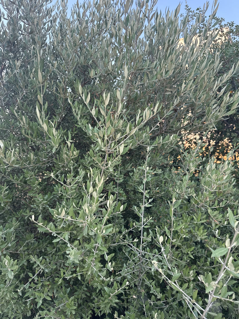Olivenbaum — Bild 2