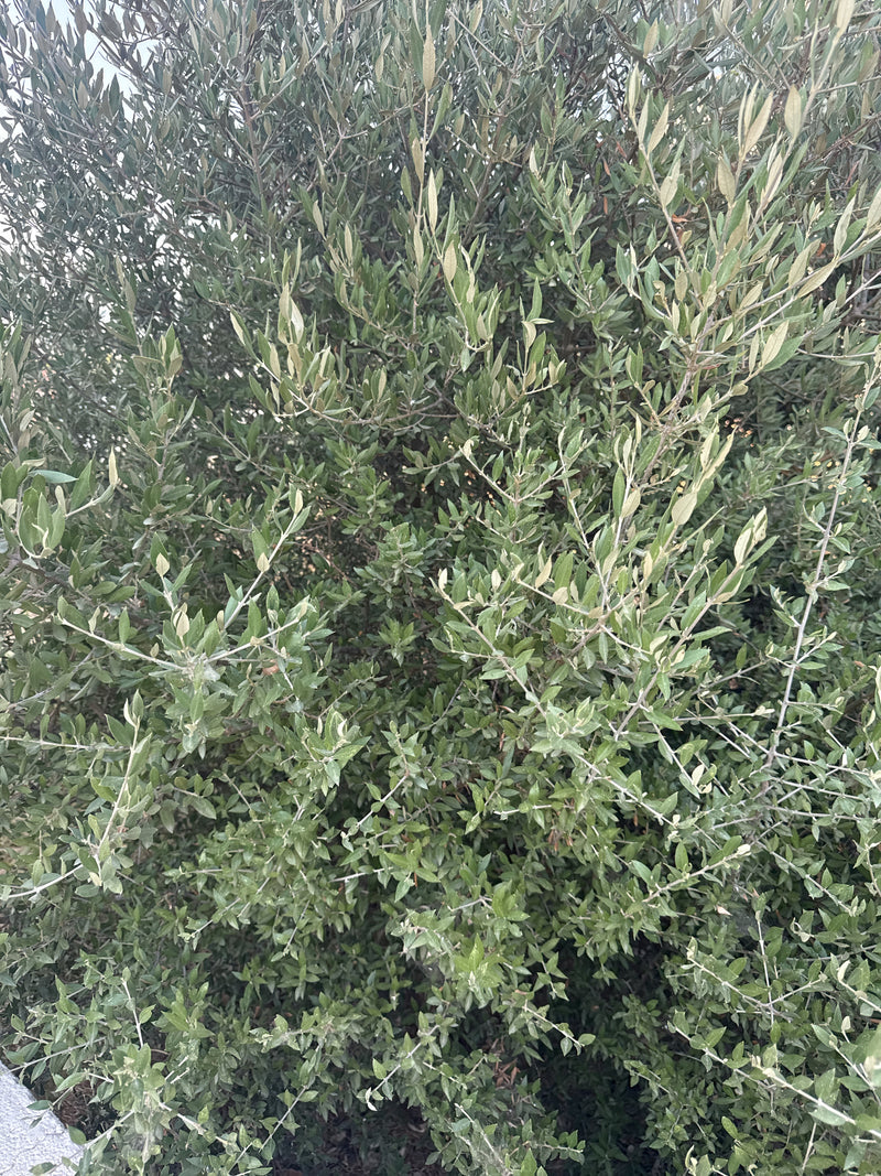 Olivenbaum — Bild 1