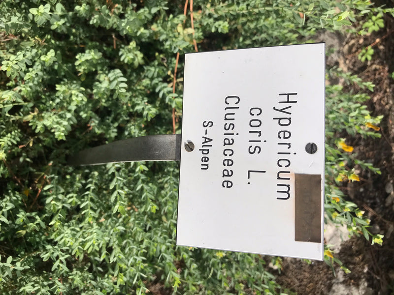 Olymp-Johanniskraut — Bild 2 von 3