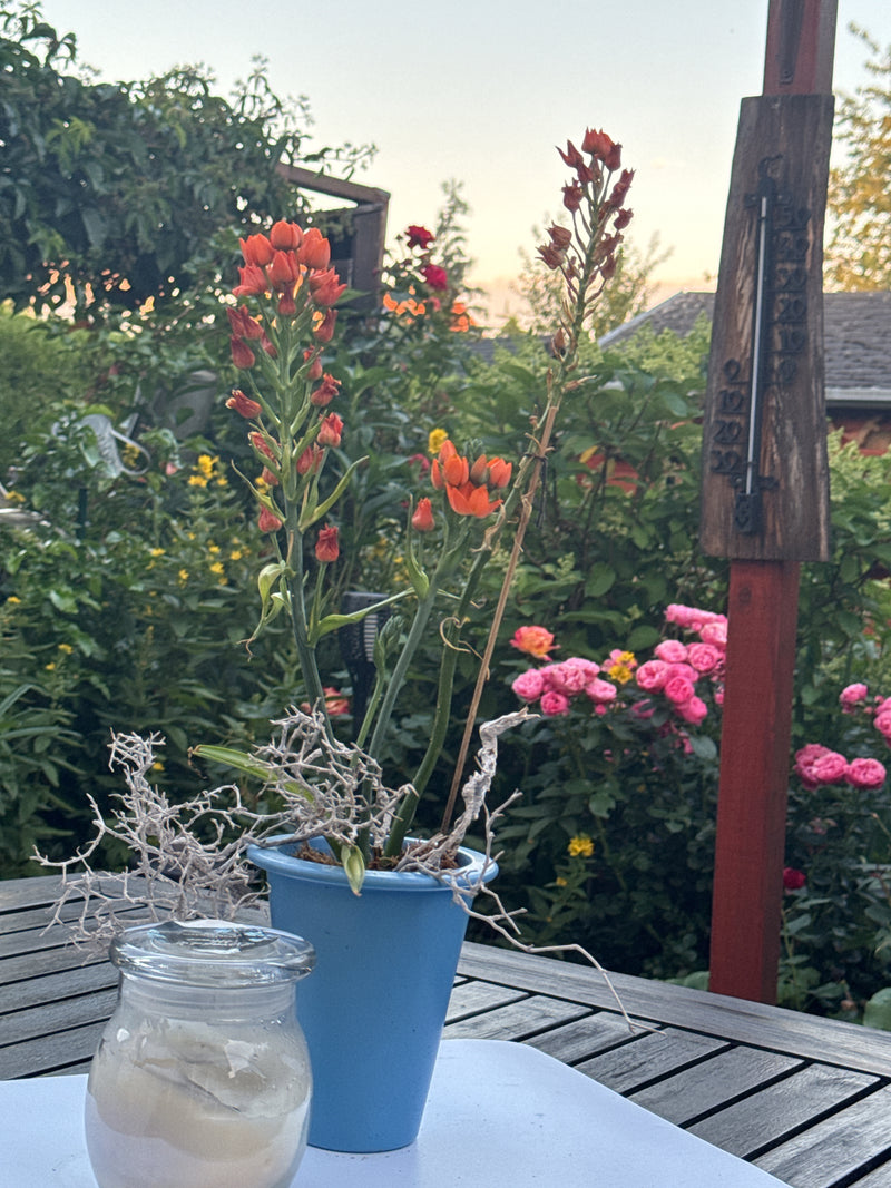 Orangemilchstern — Bild 1