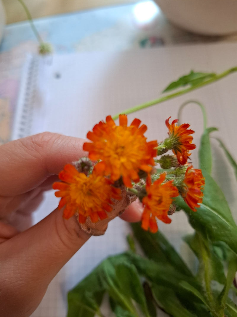 Orangerotes Habichtskraut — Bild 2