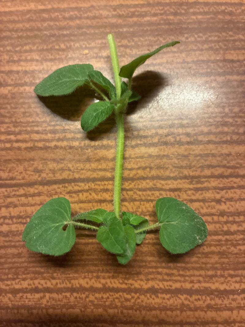 Oregano — Bild 4