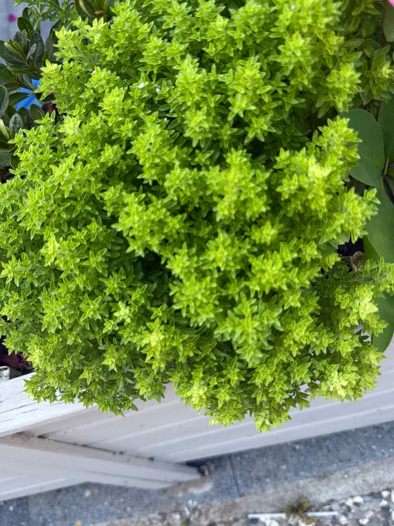 Oregano — Bild 5