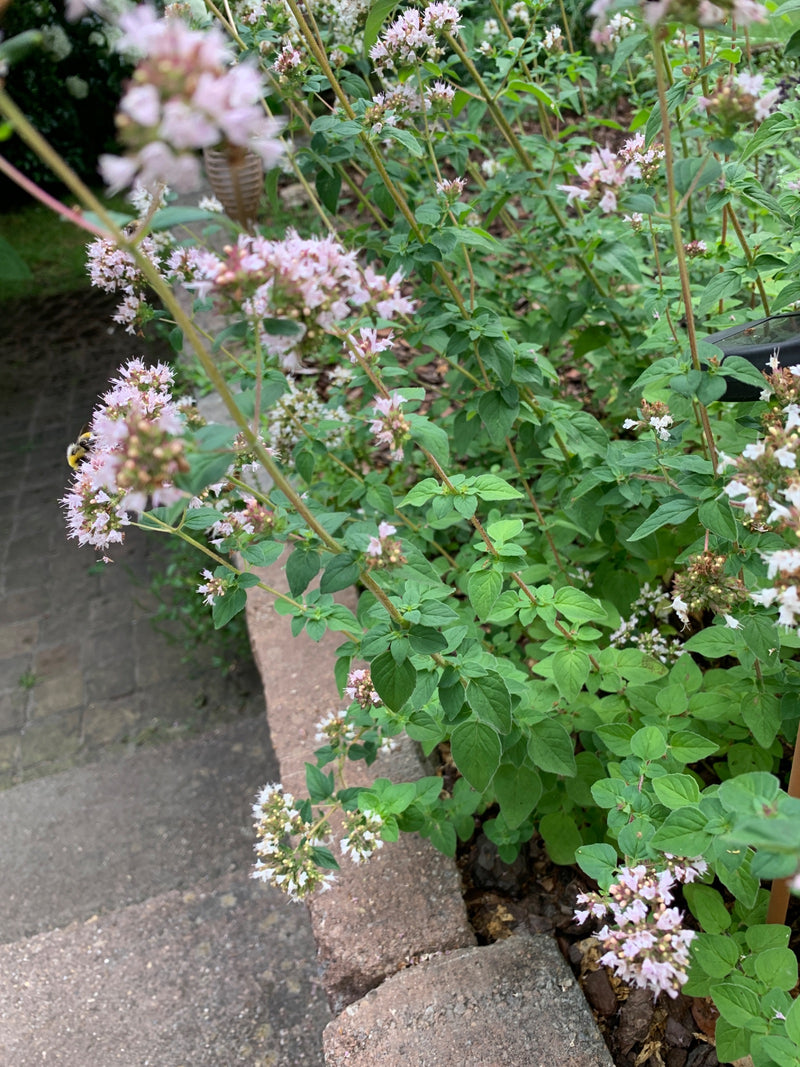 Oregano — Bild 4