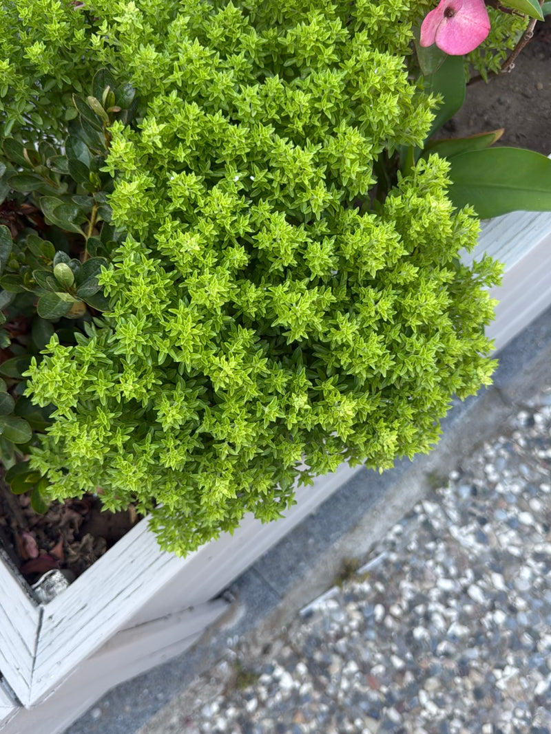 Oregano — Bild 2