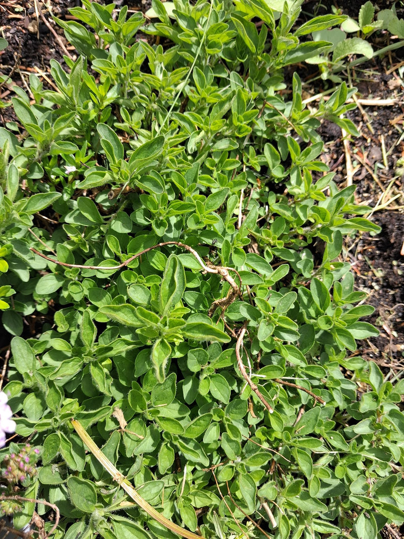Oregano — Bild 1