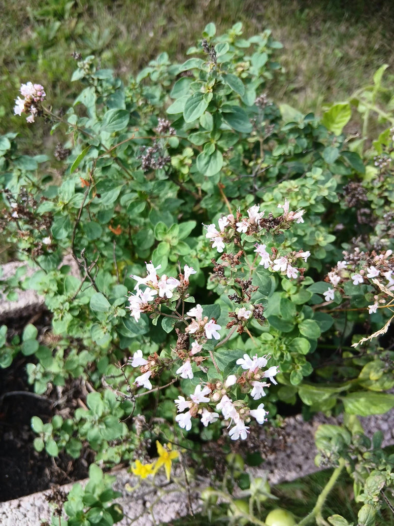 Eine blühende Oreganopflanze mit zahlreichen kleinen, weiß-rosa Blüten und dichten grünen Blättern in einem Garten.
