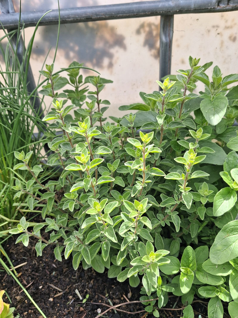 Oregano — Bild 2