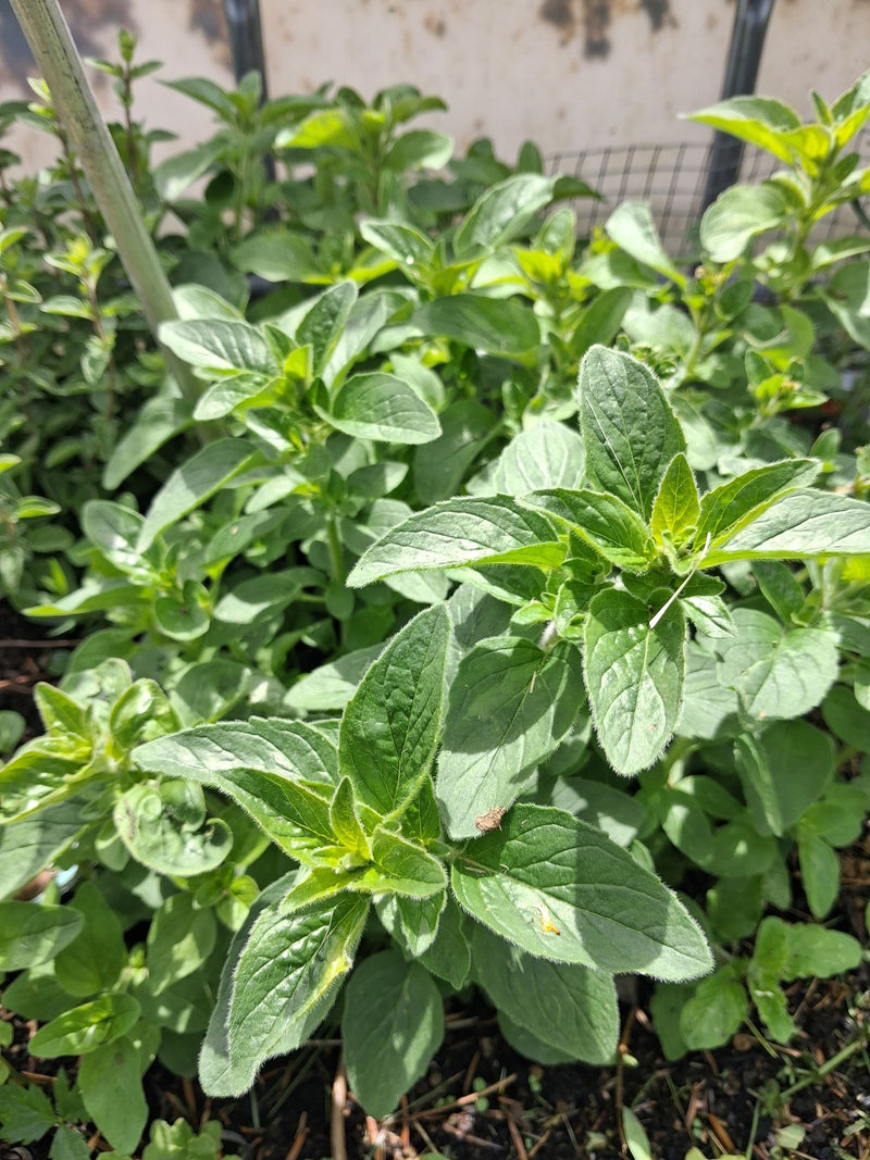 Oregano — Bild 3