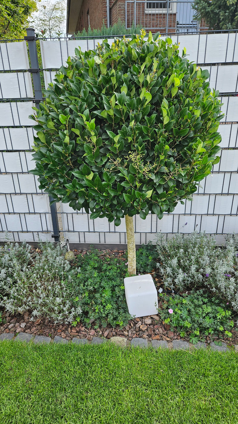 Ein kugelrund geschnittenes Hochstämmchen des Ovalblättrigen Ligusters steht in einem bepflanzten Gartenbeet vor einem Zaun.
