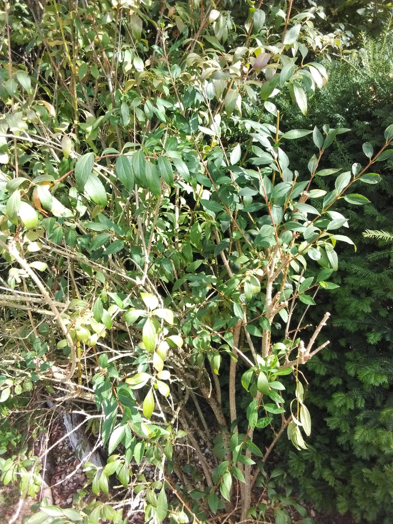 Ovalblättriger Liguster — Bild 2 von 4