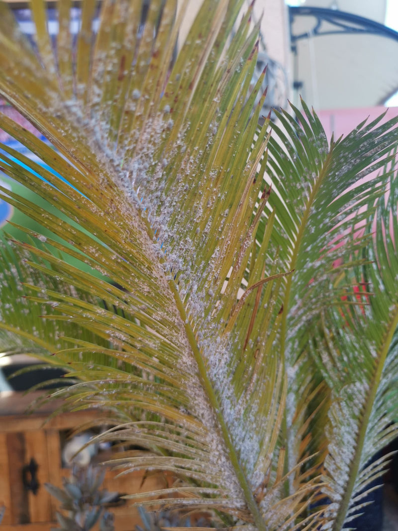 Palmfarn-Schildlaus — Bild 1