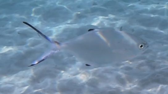 Palometa — Bild 1 von 1