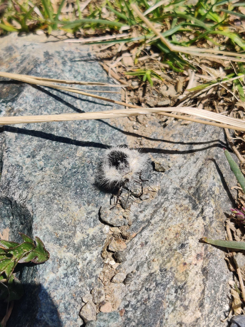 Panda-Ameise — Bild 1