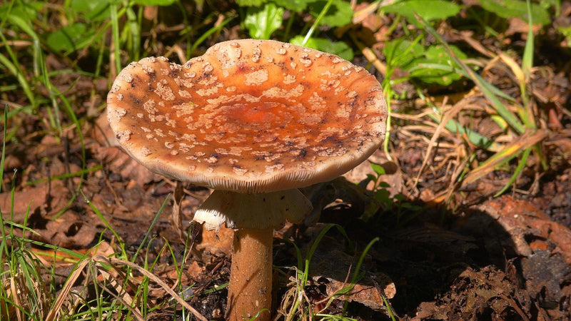 Pantherpilz — Bild 2 von 4