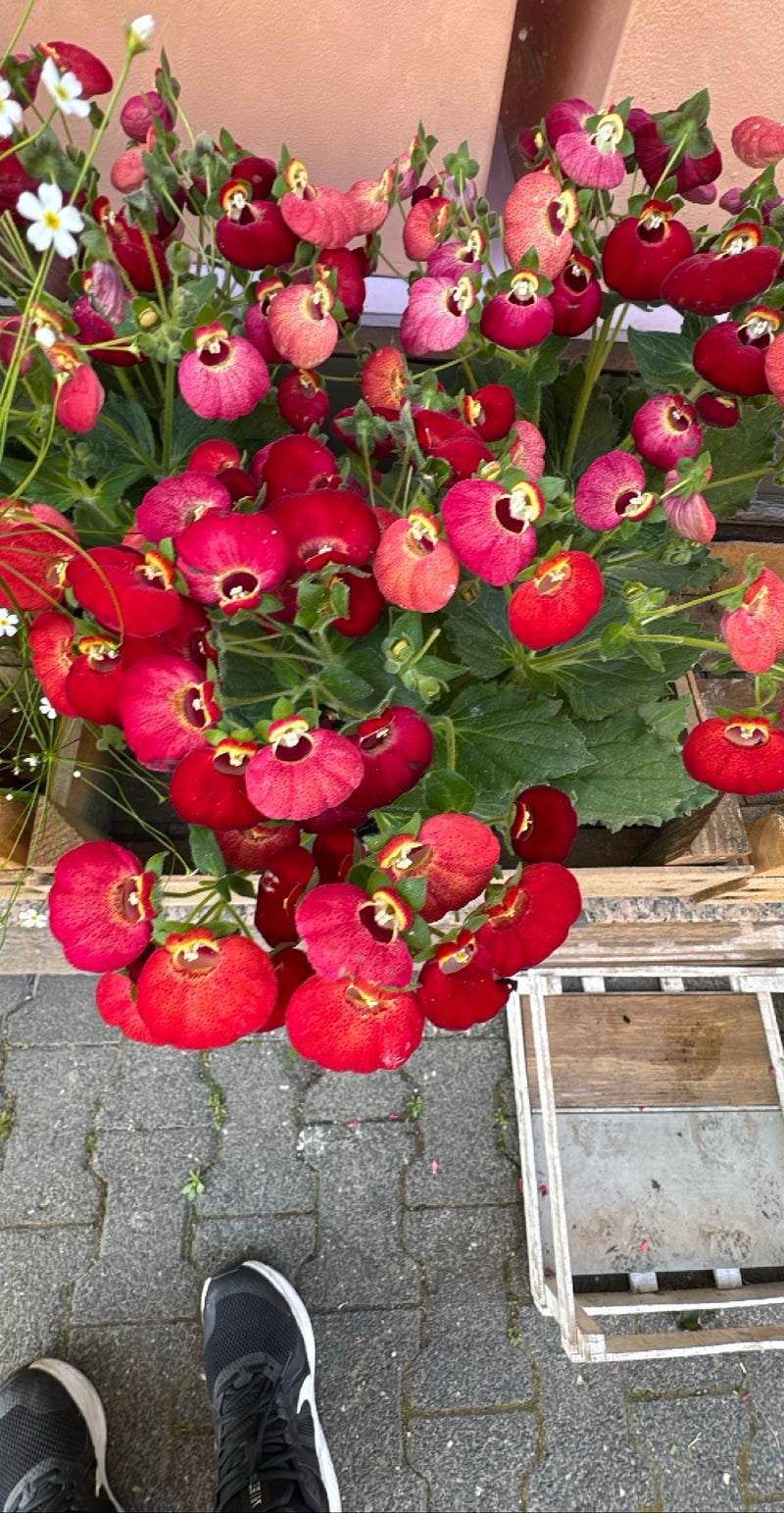 Pantoffelblume — Bild 2