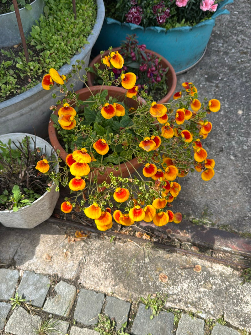 Pantoffelblume — Bild 1