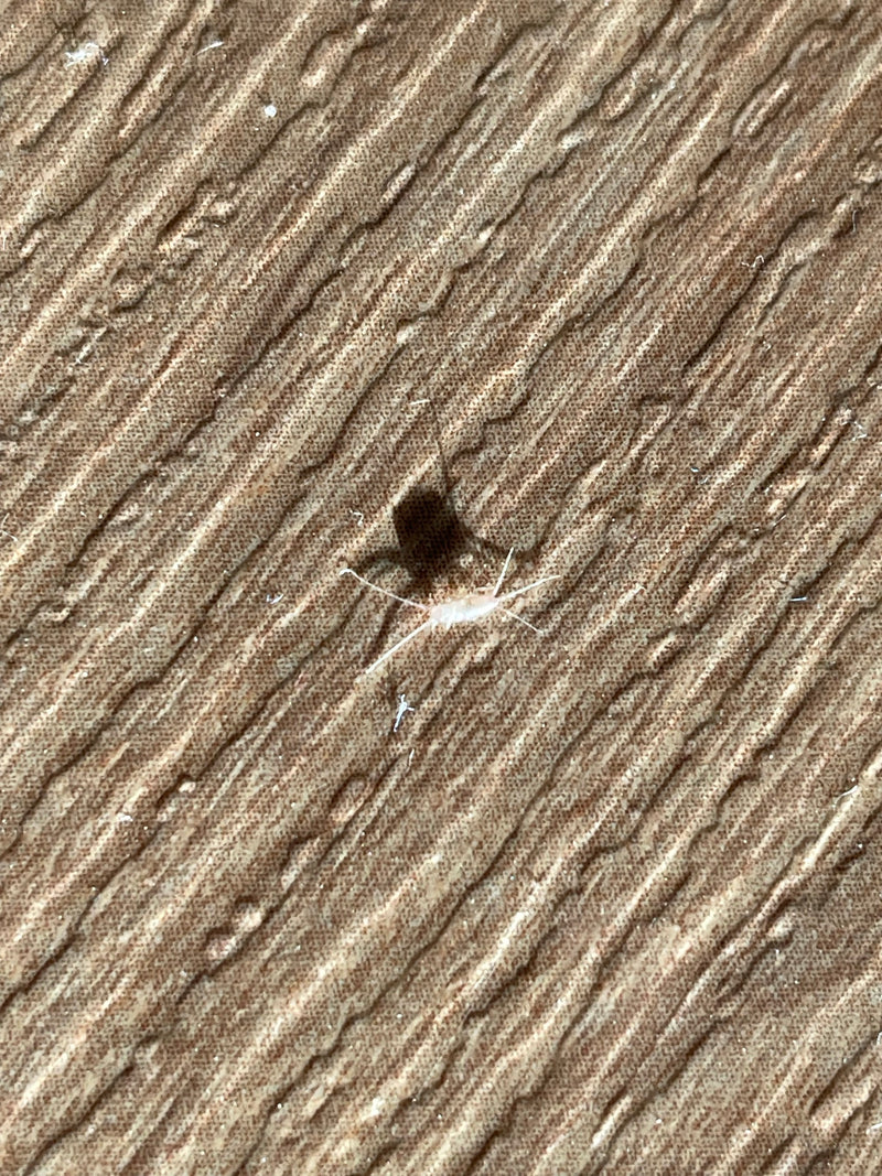 Ctenolepisma Longicaudata — Bild 1