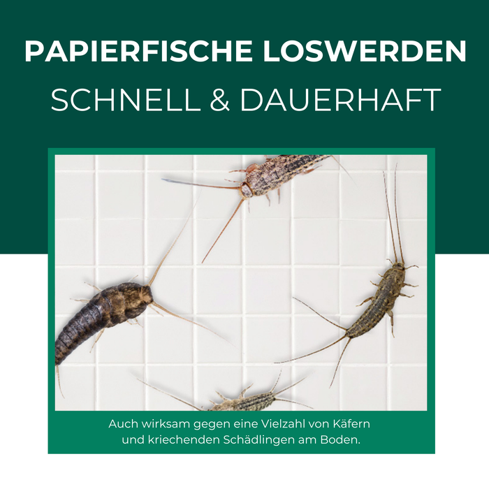 Nahaufnahme von Papierfischen als typischer Haushaltsschädling auf Fliesenboden