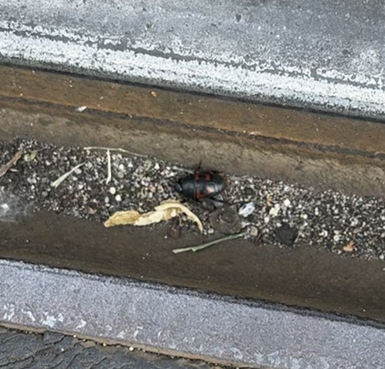 Pappelblattkäfer — Bild 3