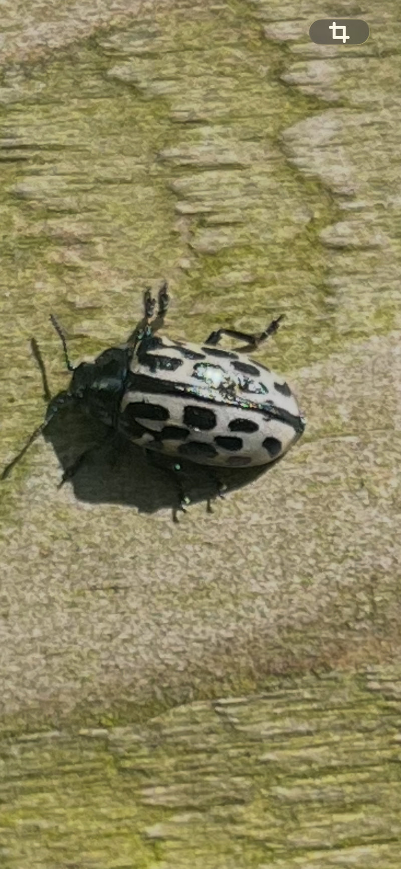 Pappelblattkäfer — Bild 5