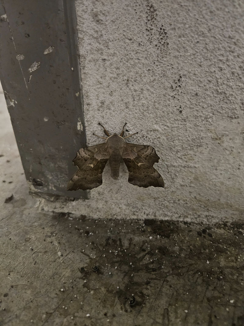 Pappelschwärmer — Bild 2