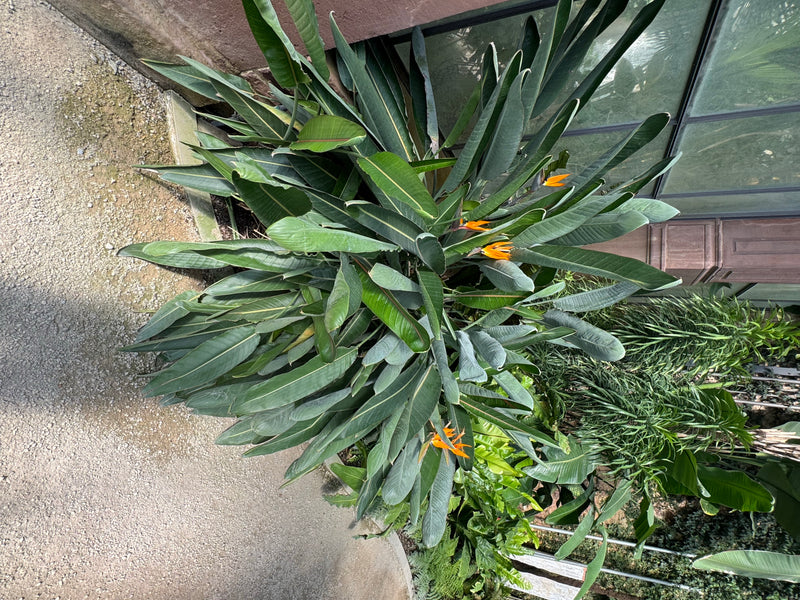 Eine blühende Strelitzie mit zahlreichen länglichen Blättern und mehreren orangefarbenen Blütenständen aus der Vogelperspektive.