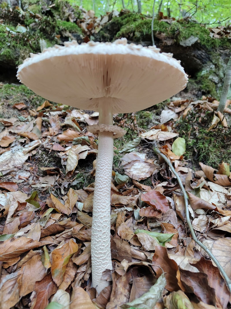 Parasol (Gemeiner Riesenschirmling) — Bild 1 von 6