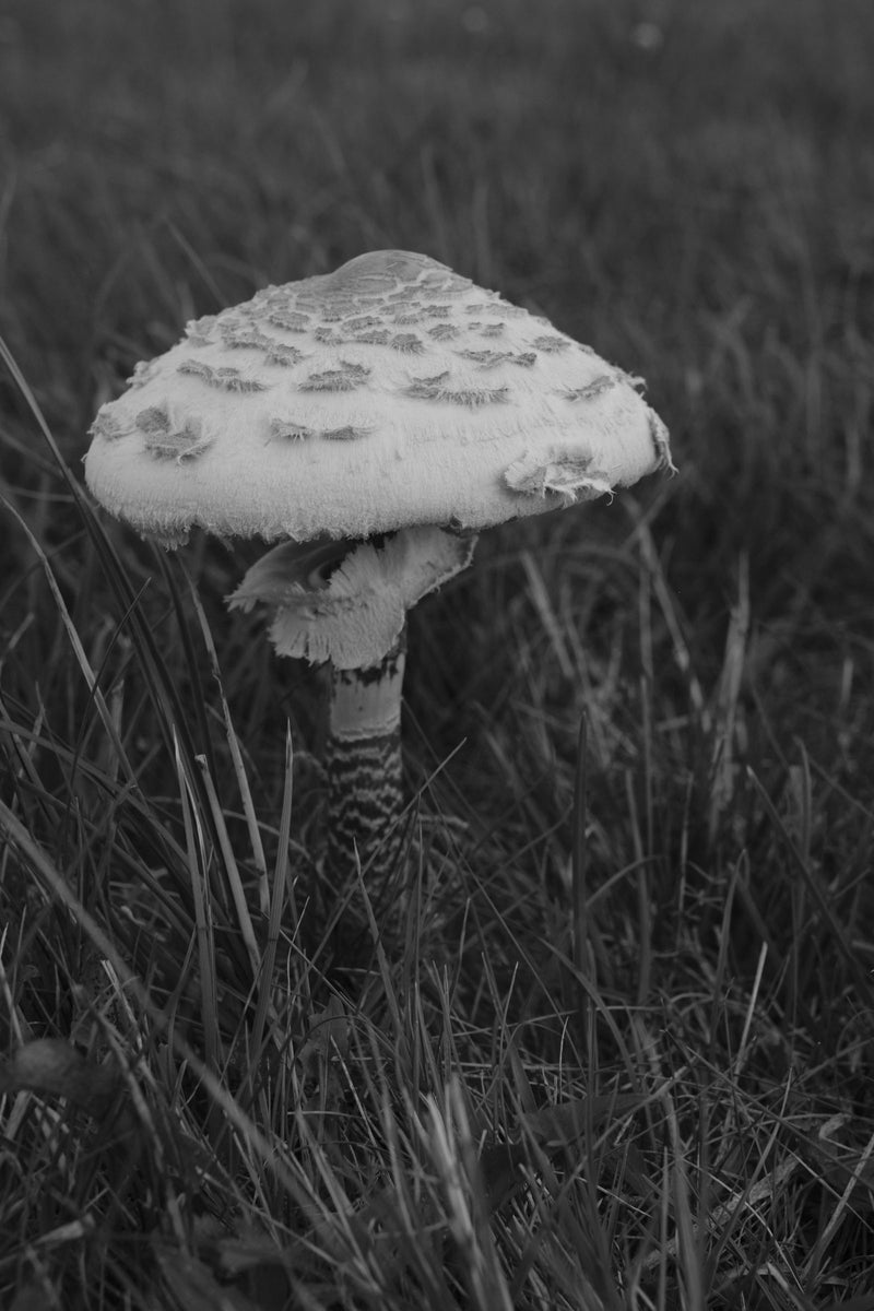 Parasol (Gemeiner Riesenschirmling) — Bild 4 von 6