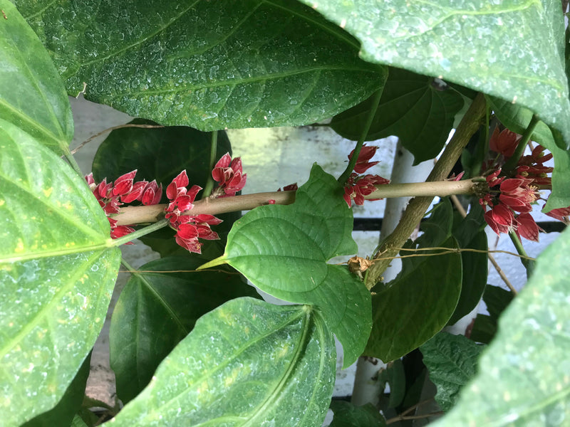 Pavonia cauliflora — Bild 4 von 4