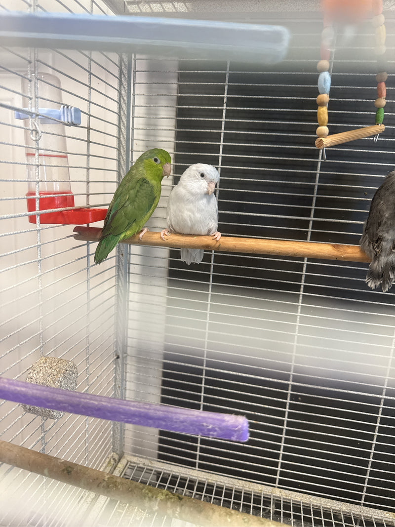 Pazifischer Sperlingspapagei — Bild 1