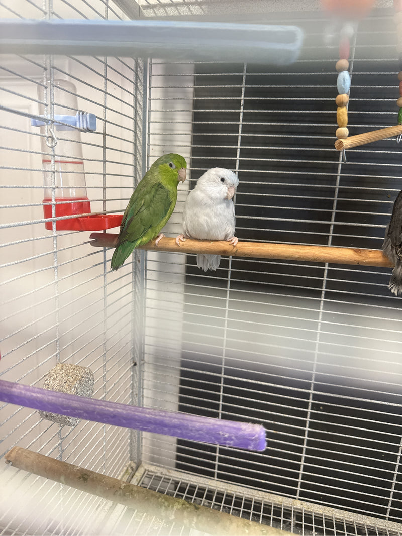 Pazifischer Sperlingspapagei — Bild 2