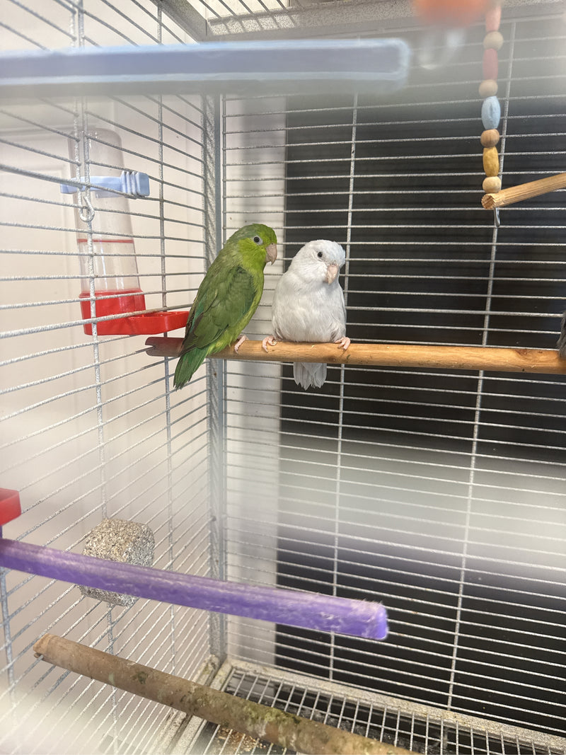 Pazifischer Sperlingspapagei — Bild 3