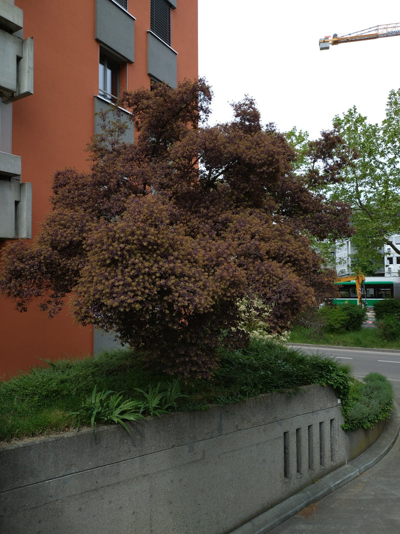 Perueckenstrauch — Bild 2