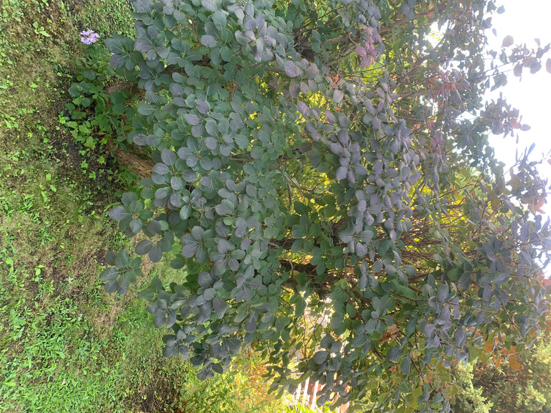 Das Bild zeigt einen Perückenstrauch (Cotinus coggygria) mit seinen typischen, abgerundeten Blättern. Der Strauch steht in einem Garten.