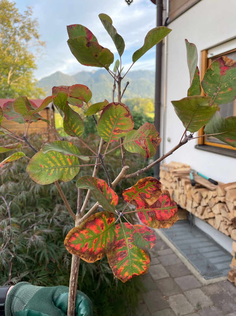 Ein Zweig eines Perückenstrauchs mit rundlich-ovalen Blättern, die eine markante rot-grüne Herbstfärbung zeigen.