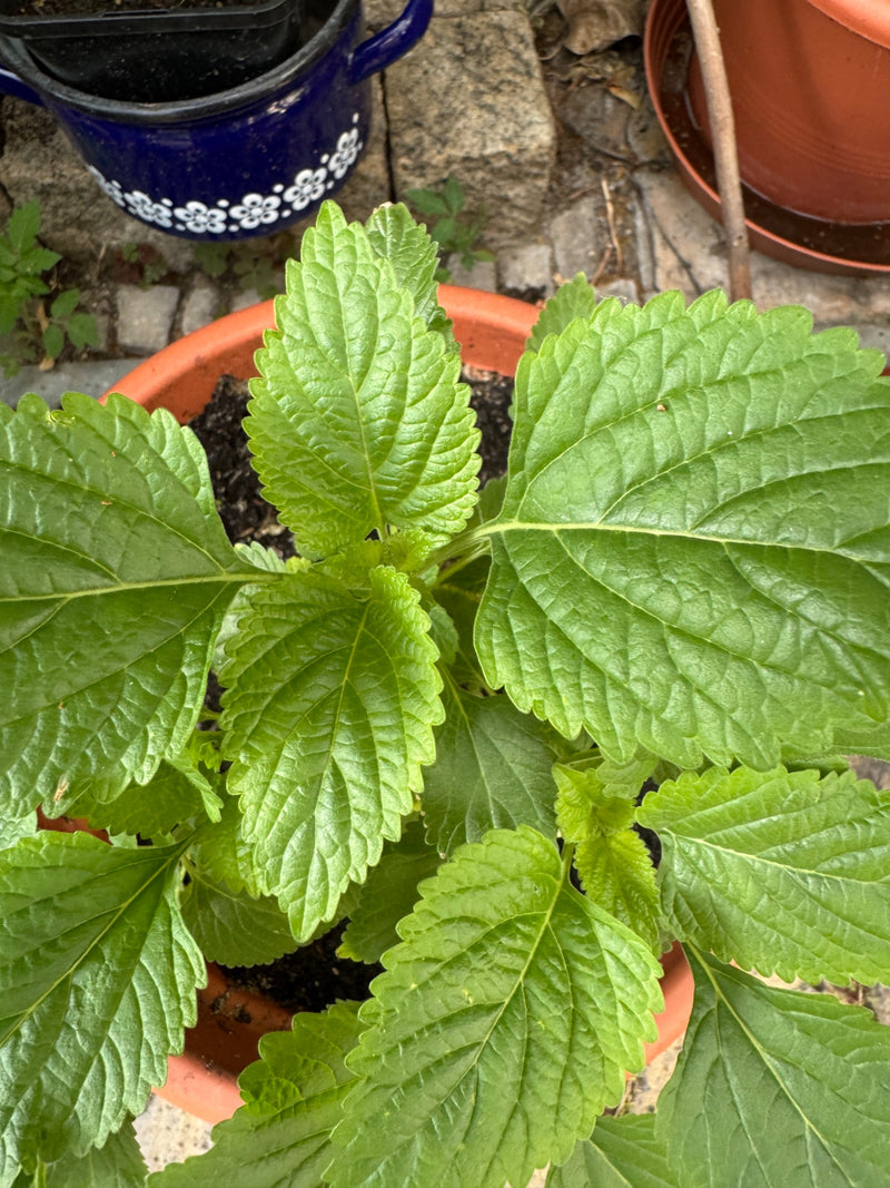 Shiso — Bild 2