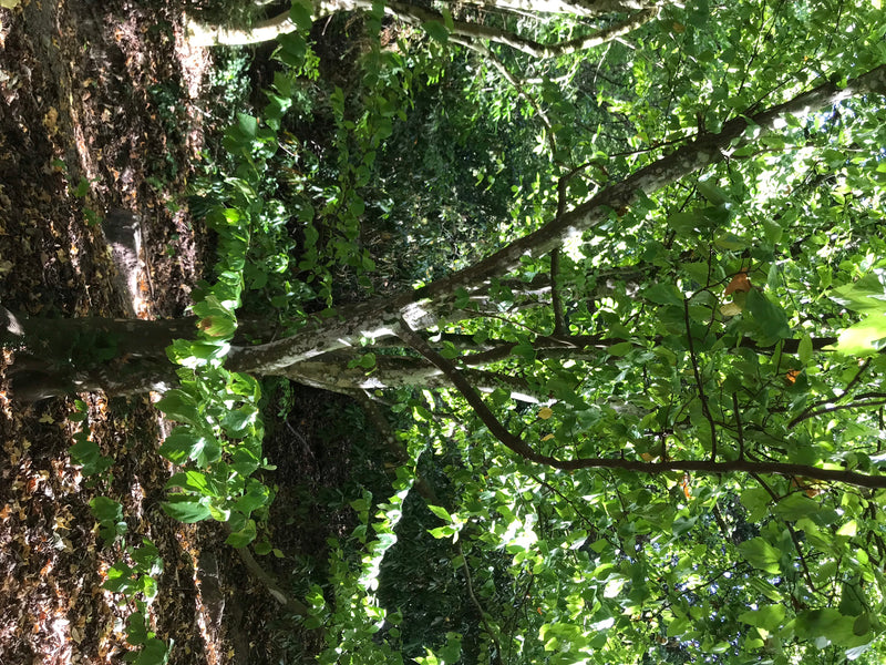 Persischer Eisenholzbaum — Bild 2 von 4