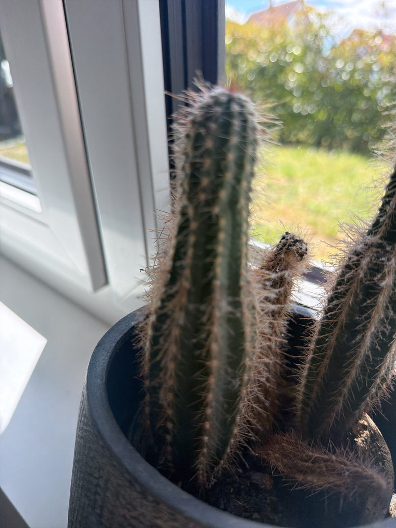 Peruanischer Säulenkaktus — Bild 5