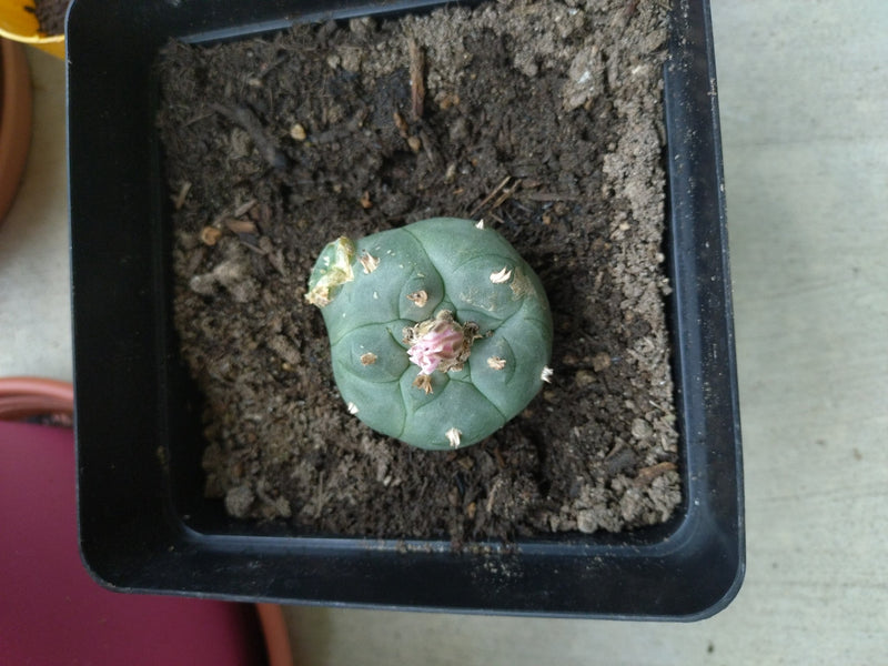 Peyote-Kaktus — Bild 2