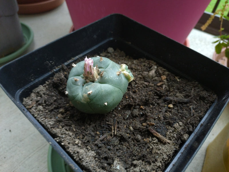 Peyote-Kaktus — Bild 1